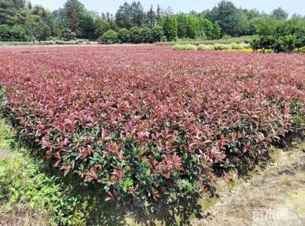 高度75厘米红叶石楠大杯苗