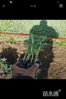 高度10厘米八宝景天