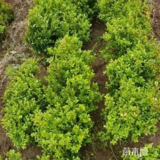 70厘米小叶扶芳藤