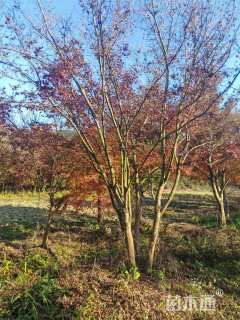 高度700厘米丛生鸡爪槭