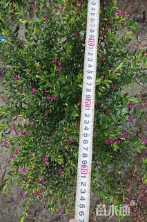 高度20厘米细叶萼距花