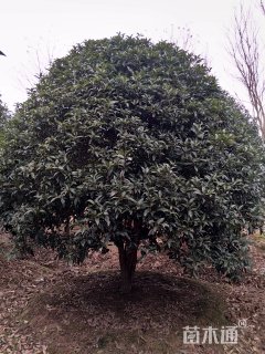 15公分桂花