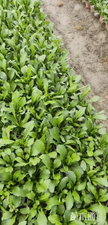 高度15厘米大滨菊