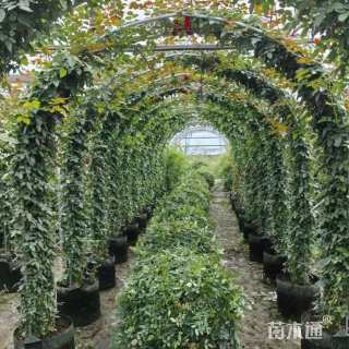 30公分造型月季