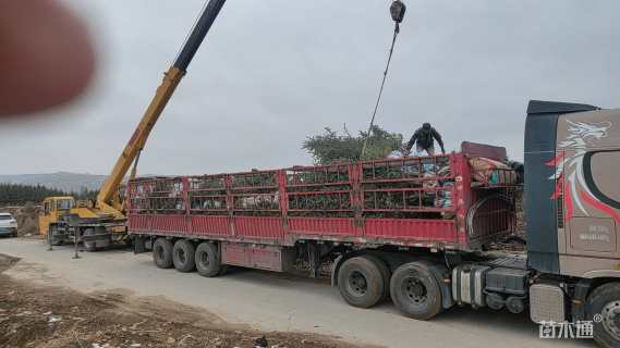 高度400厘米云杉