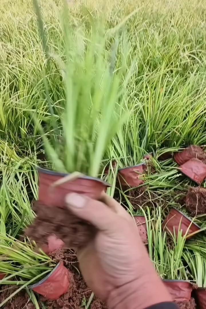 高度25厘米金叶石菖蒲