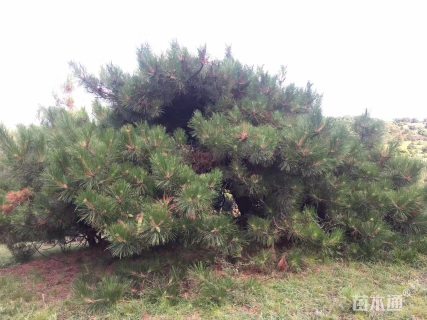 高度500厘米黑松