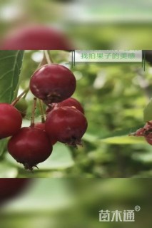 高度300厘米平滑唐棣·阿乐格尼