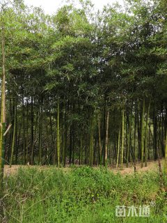 地栽苗早园竹