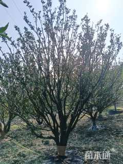 高度400厘米南丰蜜桔