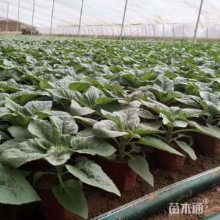 高度25厘米向日葵