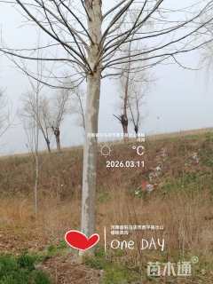 20公分美国红枫