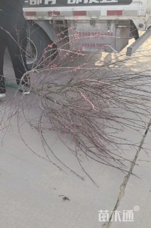 8.1公分日本红枫