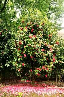 10公分六角大红