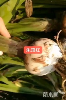 高度30厘米朱顶红