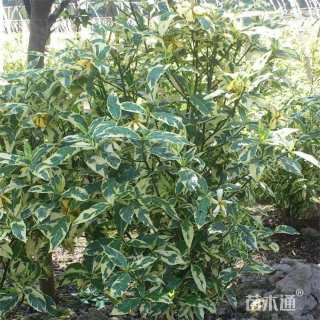 高度50厘米花叶栀子