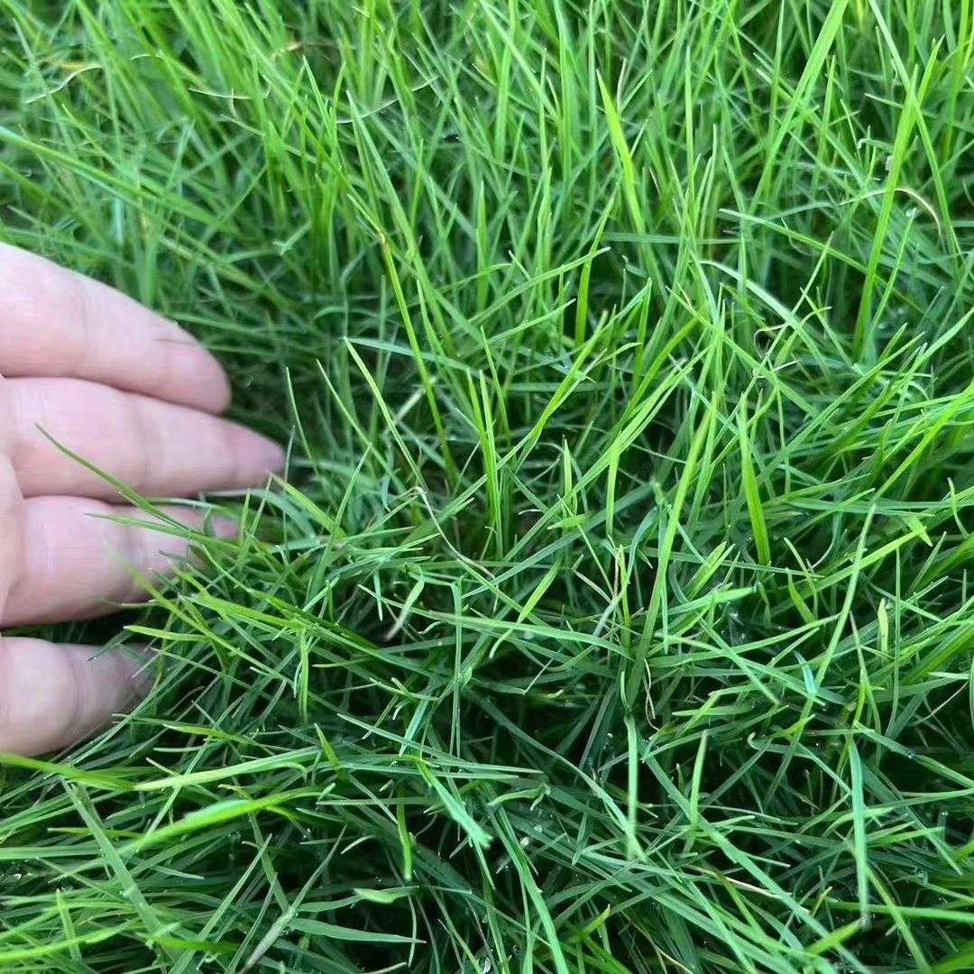 黑麦草种子