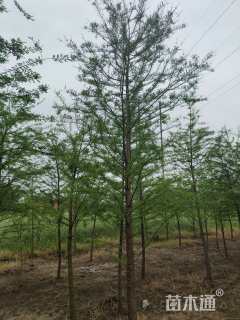 高度50厘米水生苔草