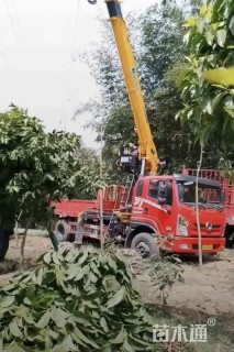10公分黄桷兰