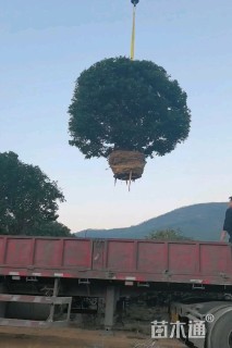 冠幅300厘米杨梅球