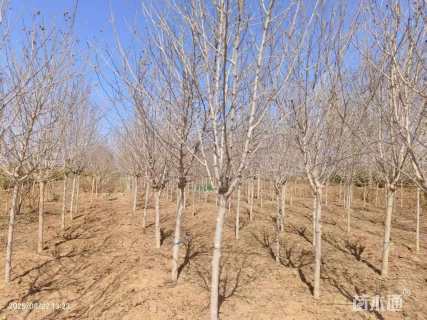 高度300厘米木槿