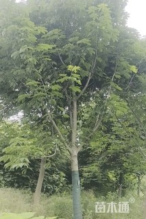 25公分朴树