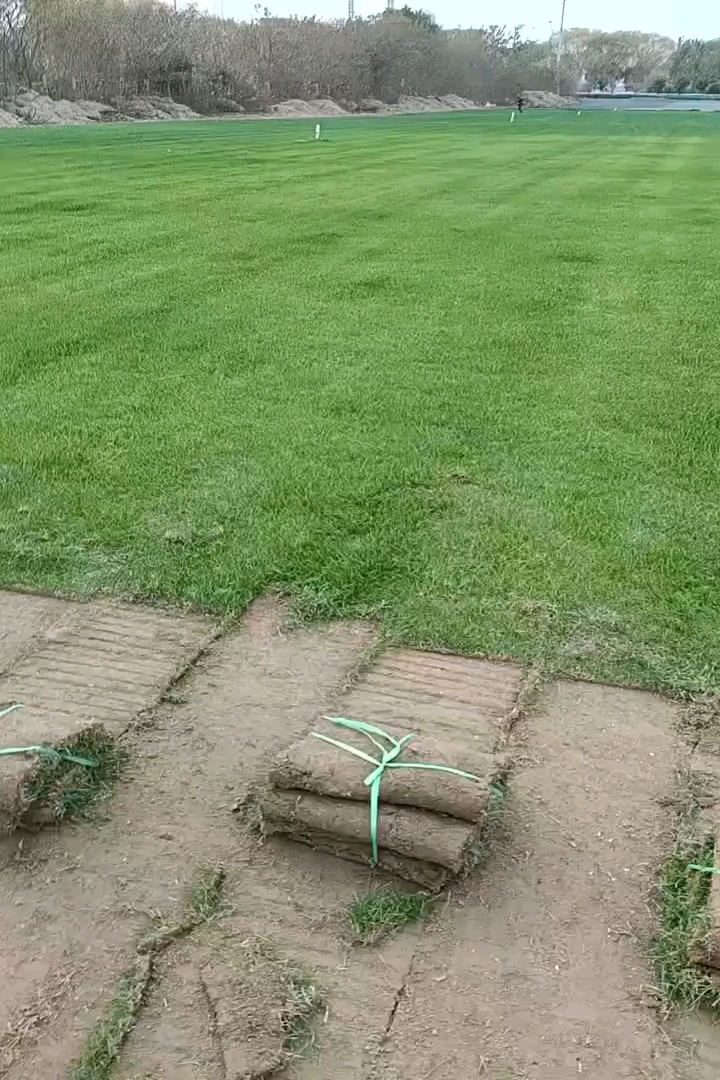 草卷状中华结缕草