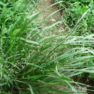 高度30厘米画眉草