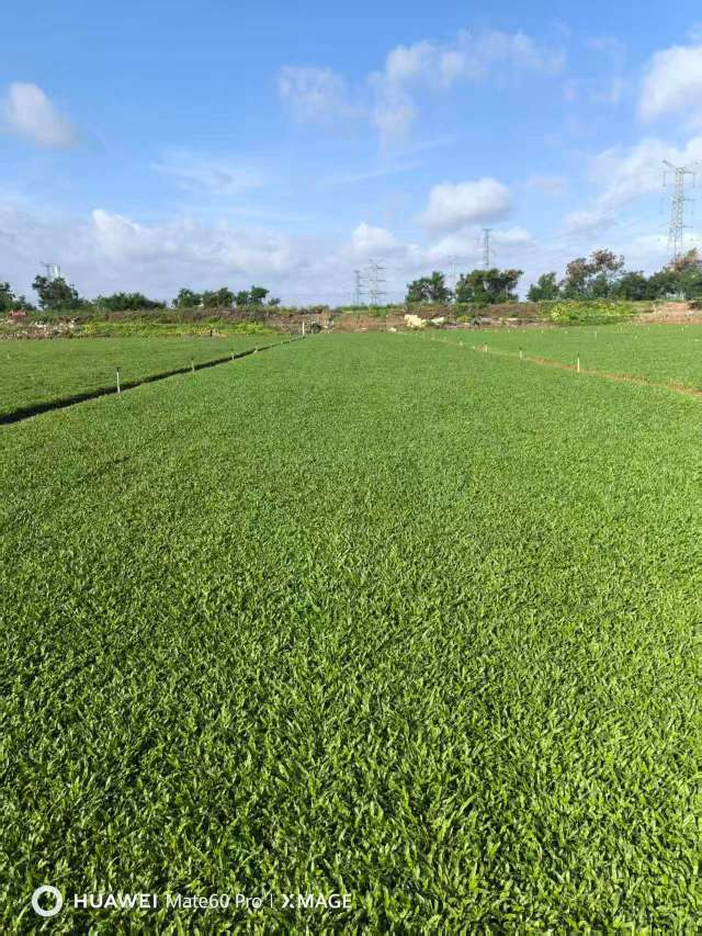 大叶油草