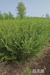 高度150厘米水蜡