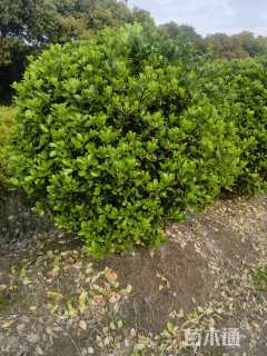 冠幅150厘米大叶黄杨球