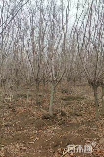 3公分黄栌