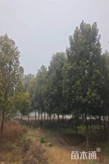 11公分香樟