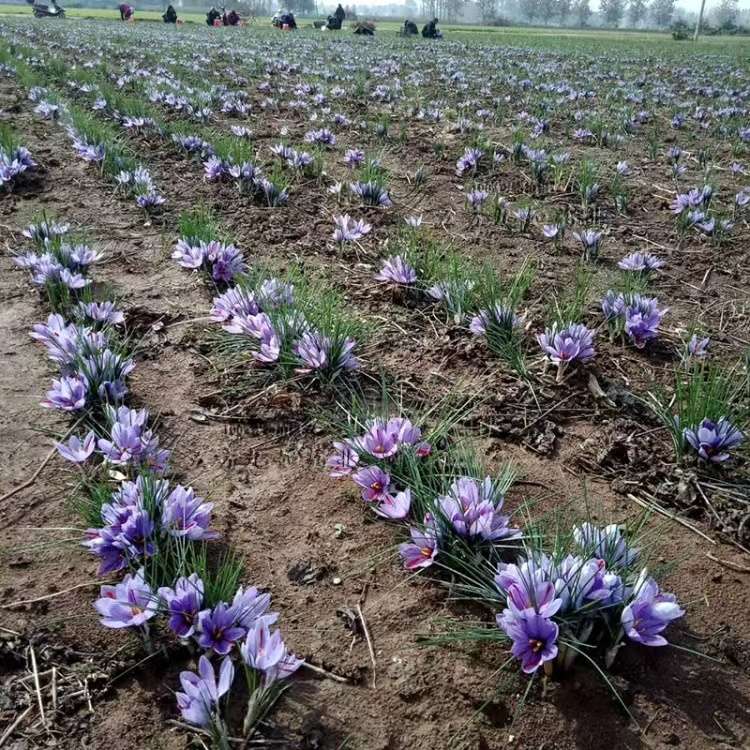 高度80厘米番红花