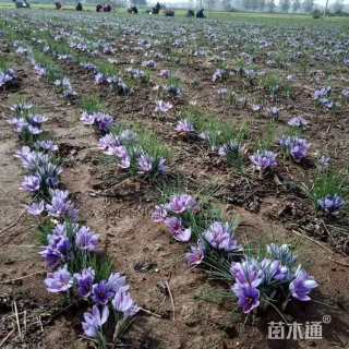 高度80厘米番红花