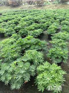 高度20厘米羽扇豆