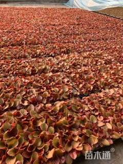 高度6厘米四季海棠