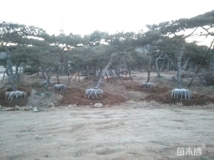 15公分造型油松