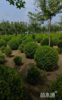 冠幅100厘米冬青球