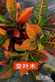高度30厘米变叶木