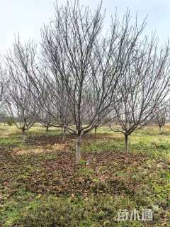 20公分日本早樱