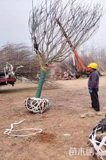 15公分日本晚樱