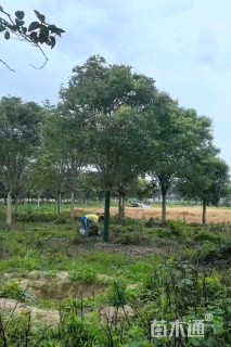 15公分大叶女贞