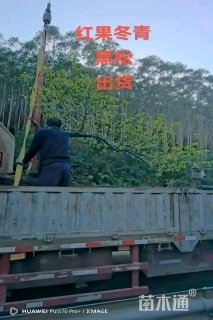 15公分红果冬青