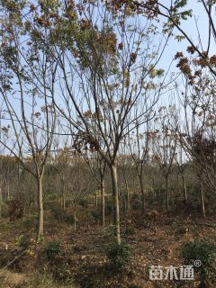 15公分栾树