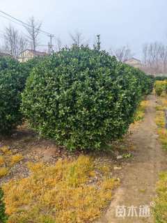 高度180厘米大叶黄杨