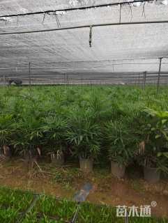 裸干高70厘米小叶棕竹