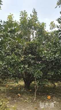 高度400厘米丛生胡柚