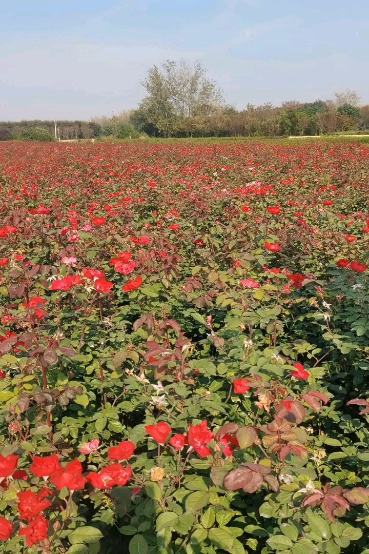 高度50厘米丰花月季