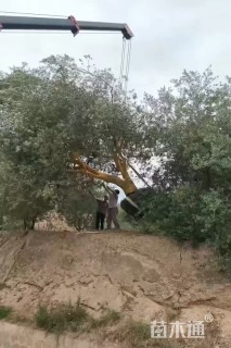 35公分橄榄树